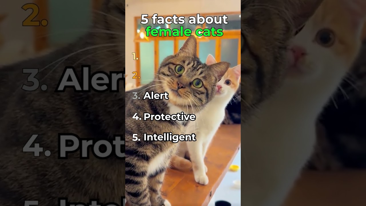 5 Shocking Secrets About Female Cats You Never Knew