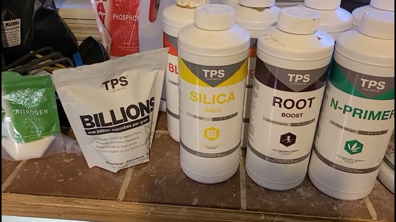 How to grow a healthier, larger, more productive root system for your autoflowers!