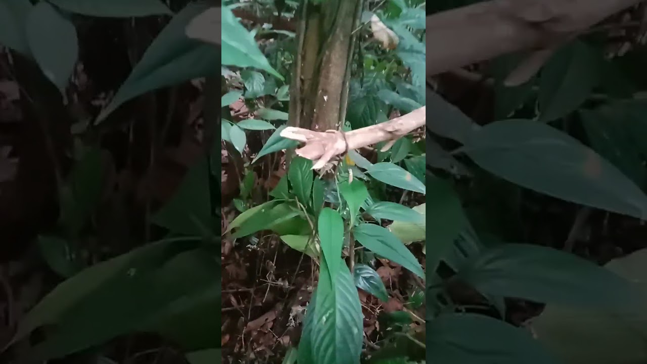 Cara memilih tempat pemasangan jerat babi hutan@Habelpanjaitan-cp9iv