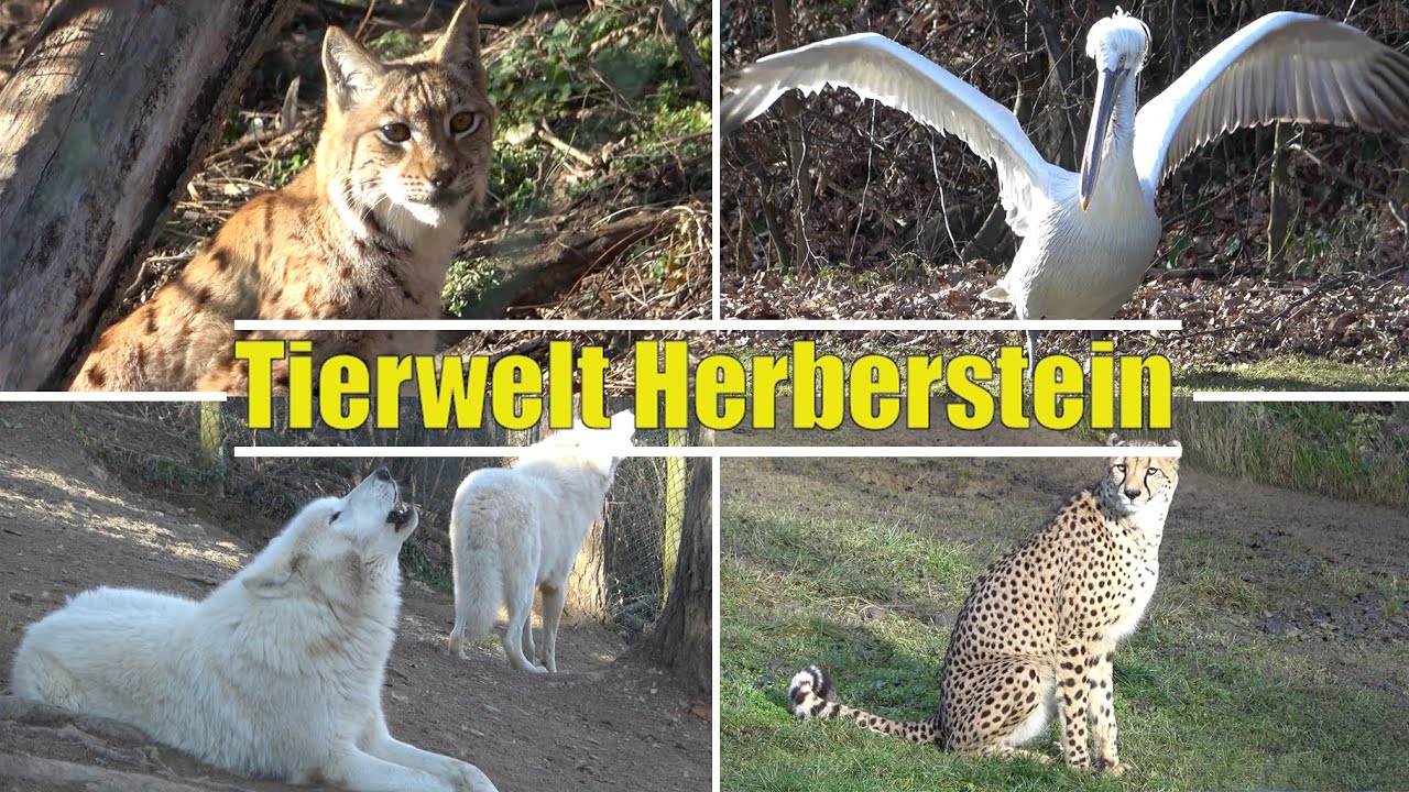 Tierwelt Herberstein