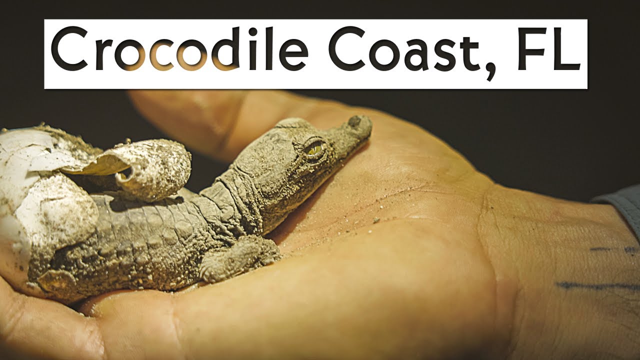 American crocodiles in South Florida: Clinging to Lifeboats