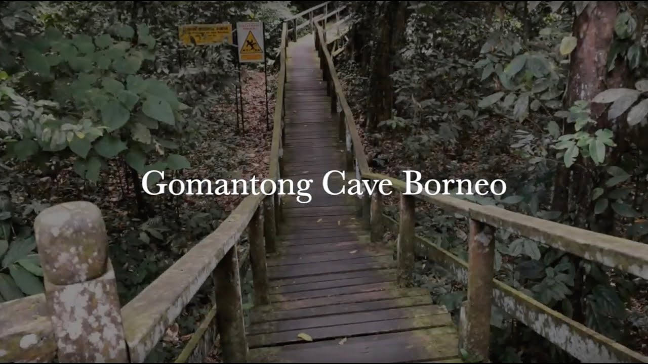 Gomantong Cave Borneo - Albert Buga - Malaysia - Red Leaf Monkeys - Rainforest - Bats sounds - nests