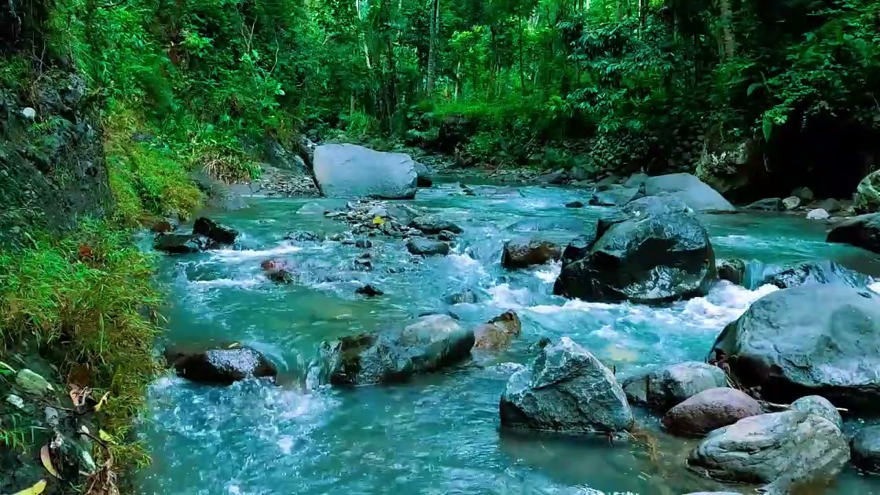 i Forest Ambience, Peaceful Forest Stream, Nature Sounds for Calm and Inner Balance