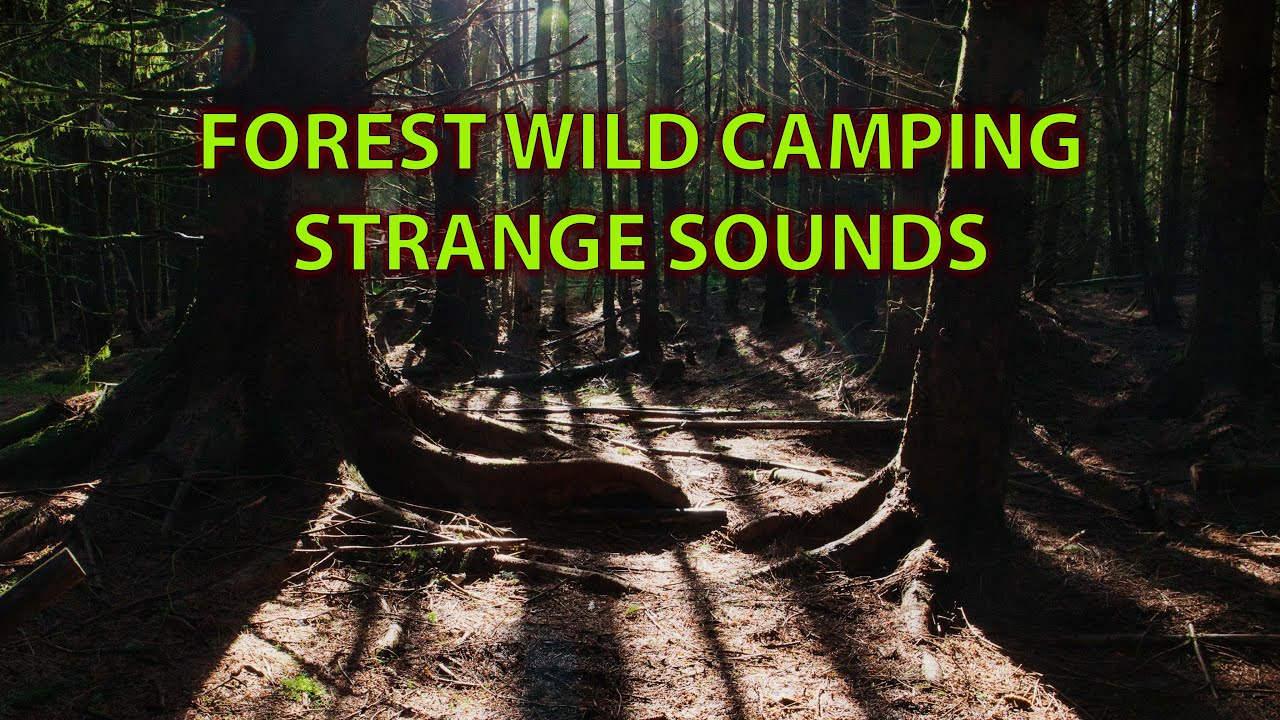 Wild Camping In Harwood Forest