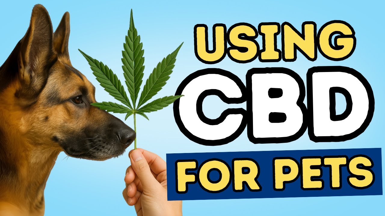 Is CBD the Only Option? Discover Other Cannabinoids That Can Help Your Pet
