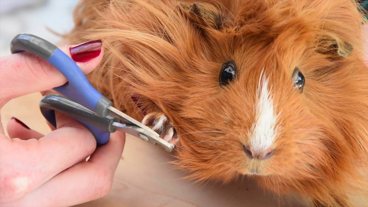 How to take care of your guinea pigs / 3 steps / Bathing, trimming nails & cutting their hair