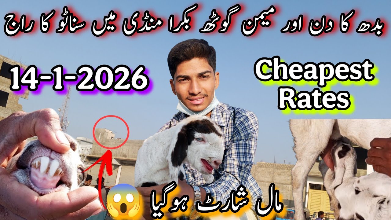 Memon Goth Bakra mandi Latest Updates | 14-1-2026 | Maal Shorts Hogaya | Mandi Me Sanatoon Ka Raaj