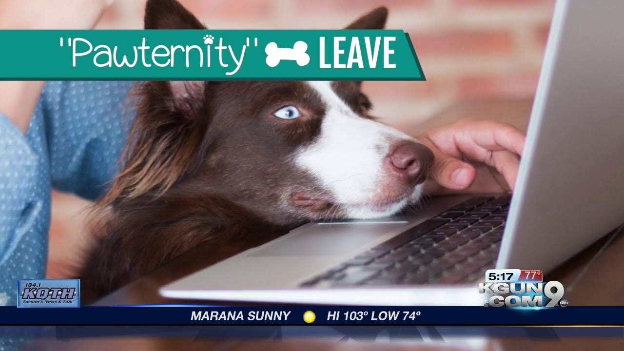 Company offering pet owners 