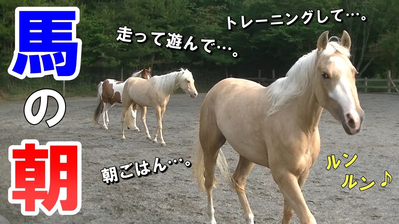子どもを乗せる馬たちの朝はこんな感じ。(ウィル、ジャック、アリエルの3頭の関係って…。)