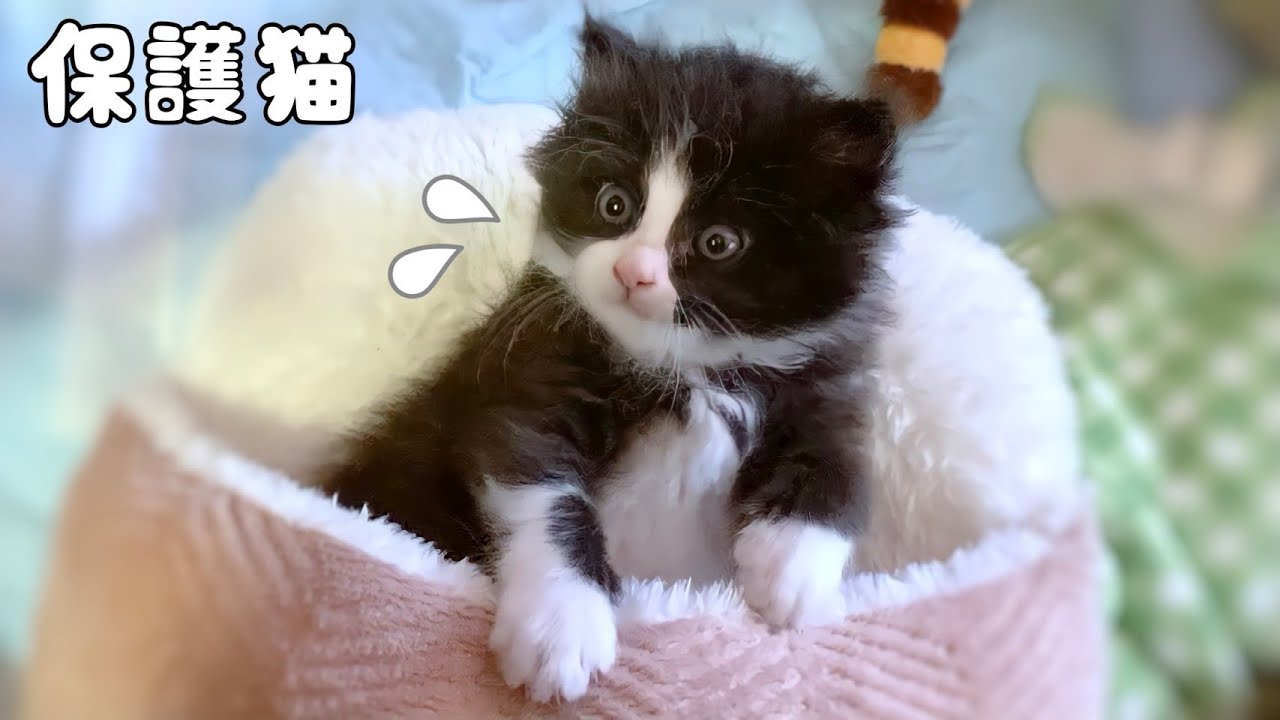 【保護猫】子猫に異常があるので、病院へ…