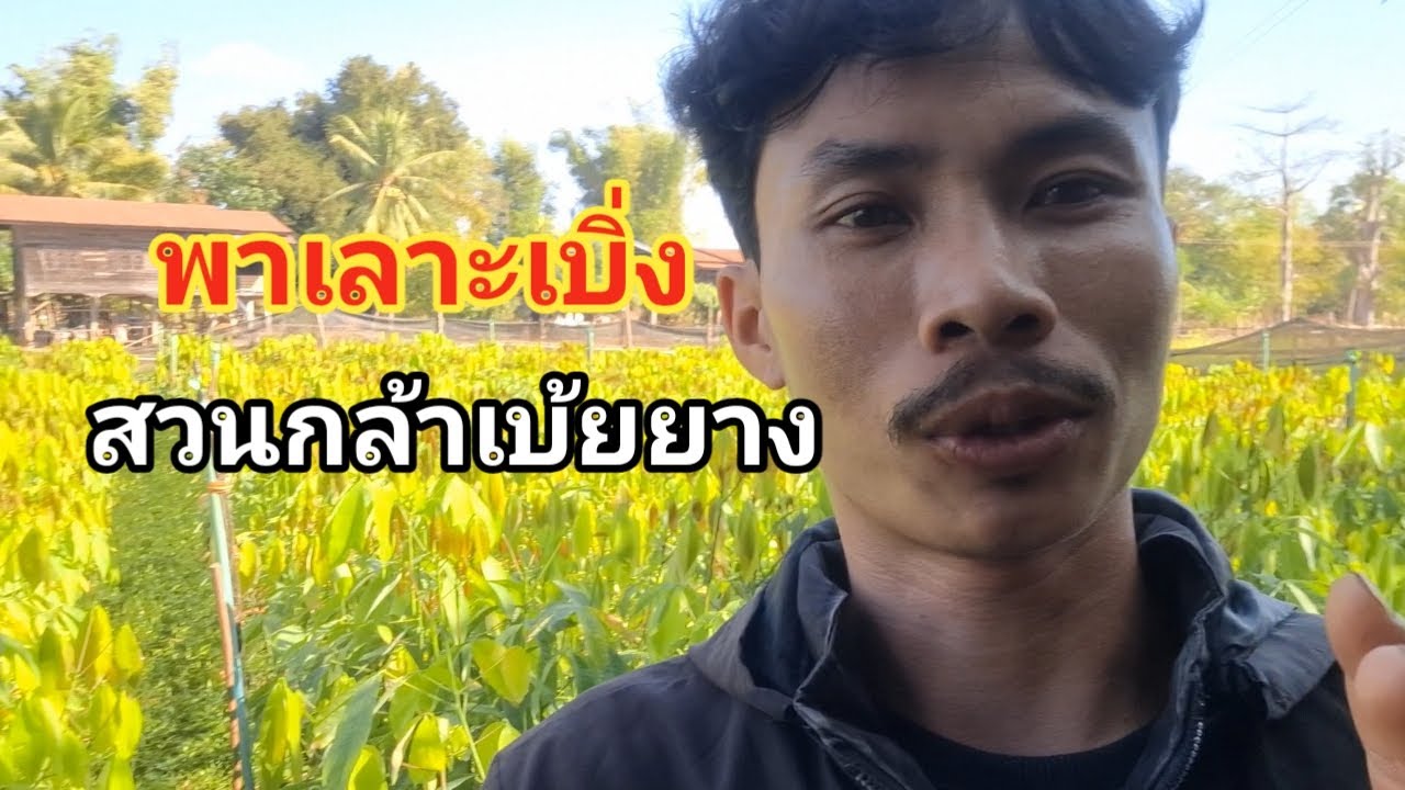 พาเลาะเบิ่งสวนกล้าเบ้ยยาง