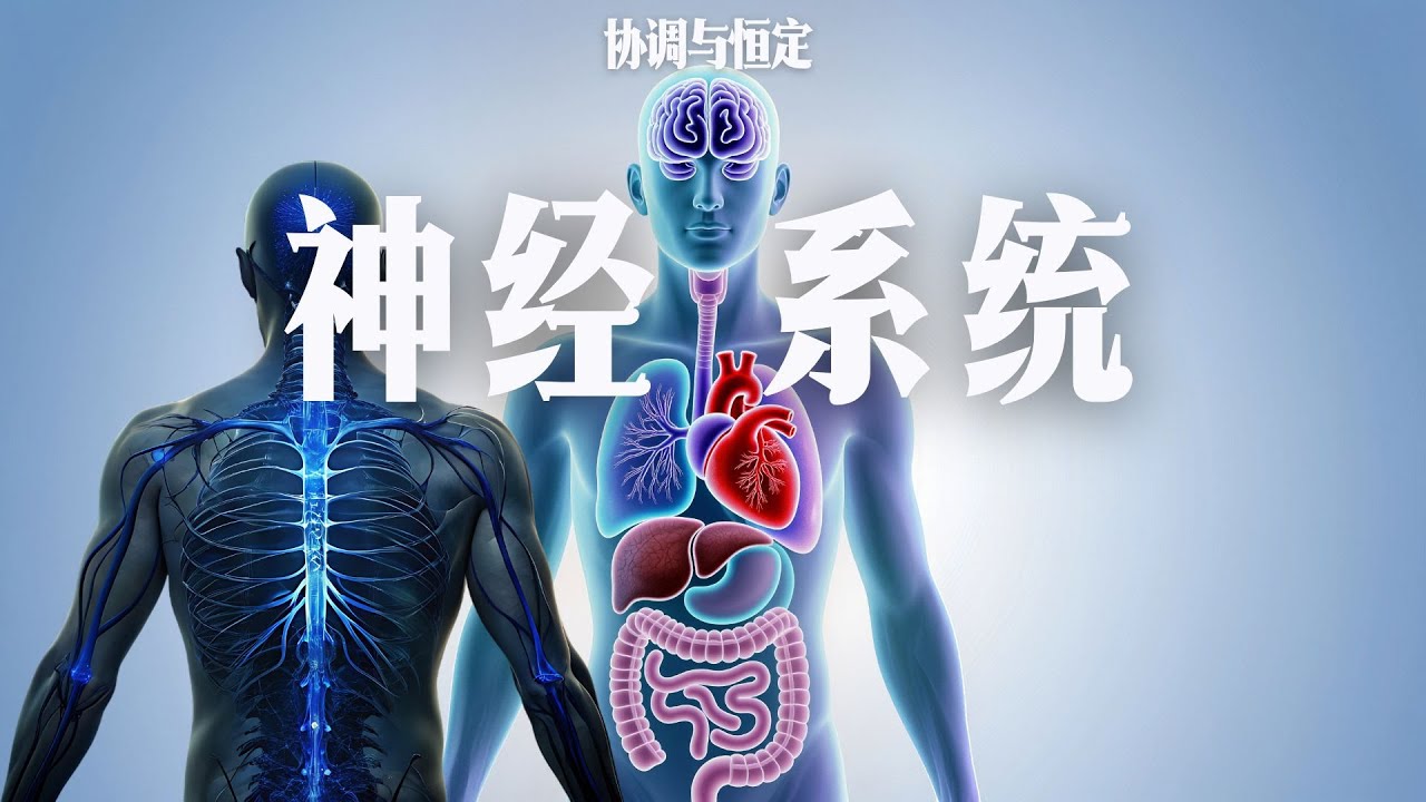 神经系统｜初二科学第3章・协调与恒定｜