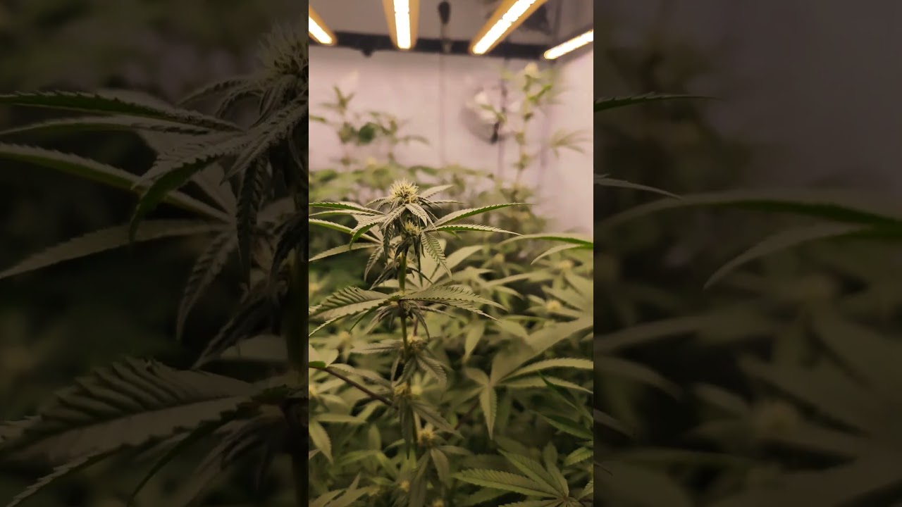 Unleash the Beauty of Blossoms in 60 Seconds!