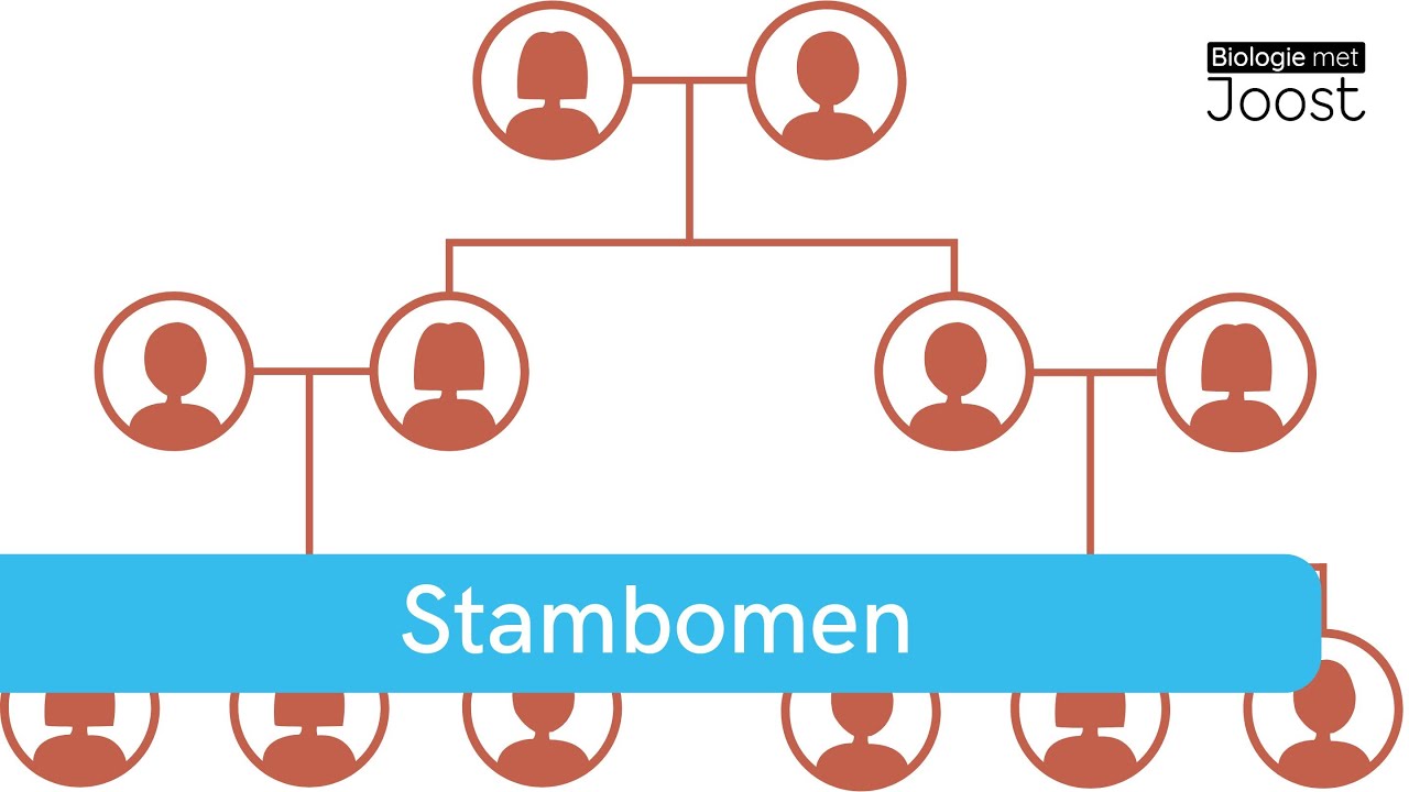 Erfelijkheid | Stambomen aflezen | Zo bepaal je wat dominant en recessief is  | Samenvatting