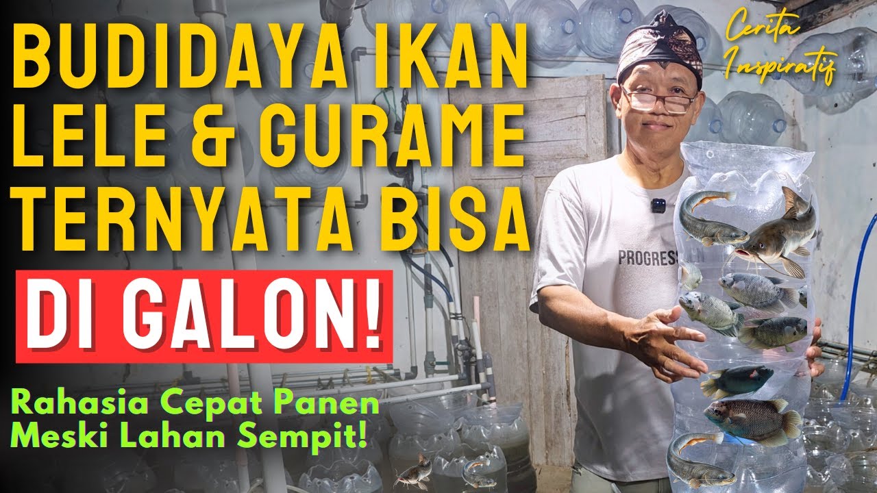 Budidaya Lele & Gurame di Galon, Cepat Panen & Rasa Lebih Enak !