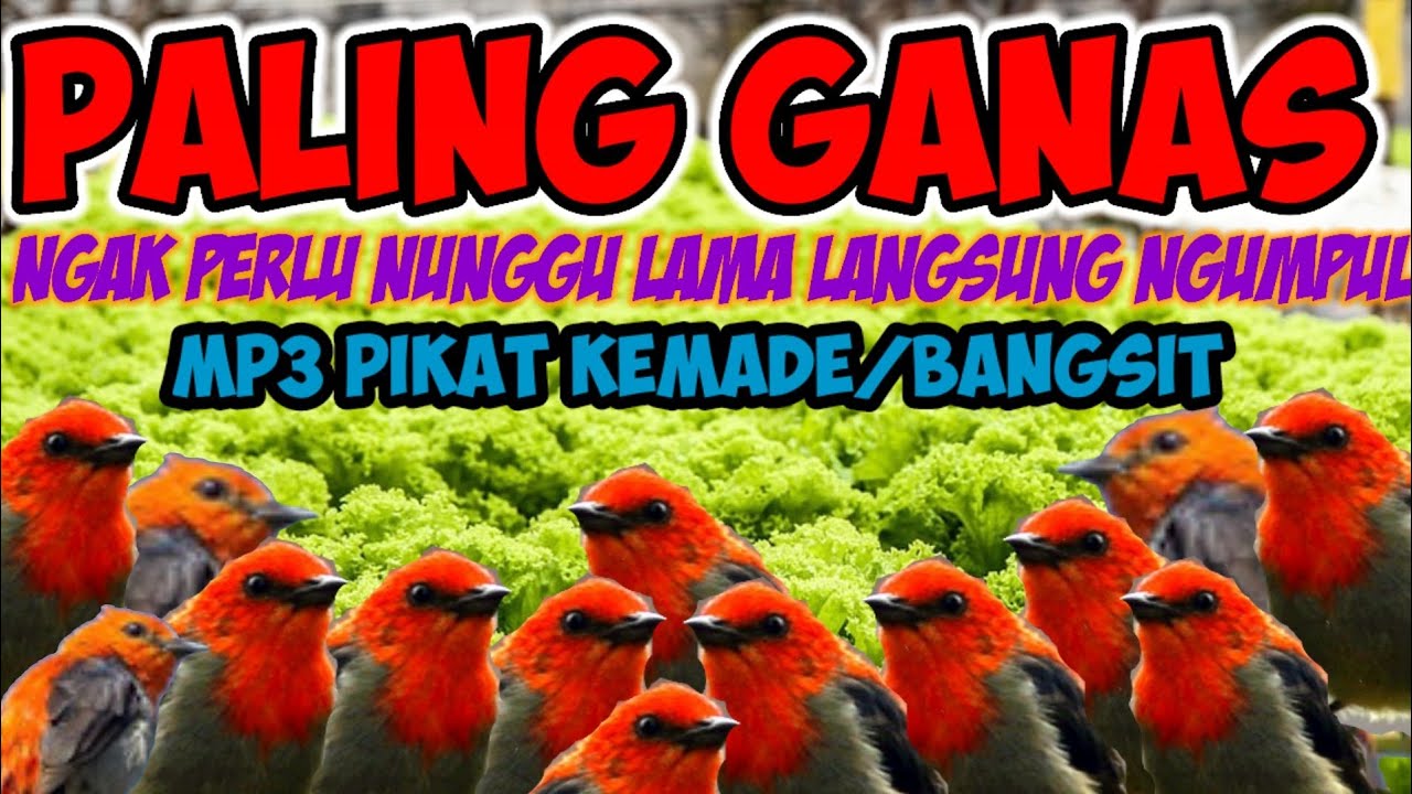 suara ribut kemade/bangsit paling manjur(MKM kicau mania)