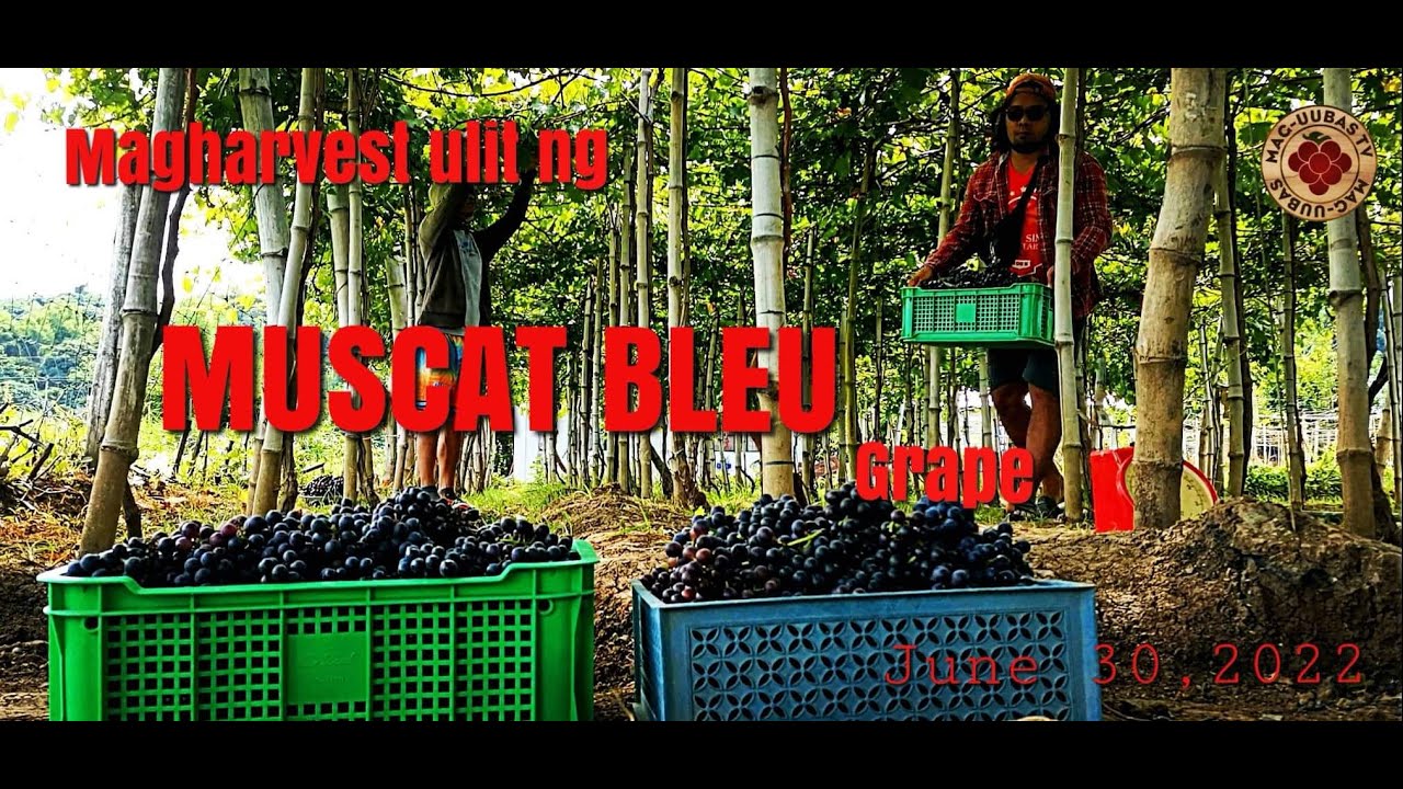 MAGHARVEST ULIT NG MUSCAT BLEU GRAPE