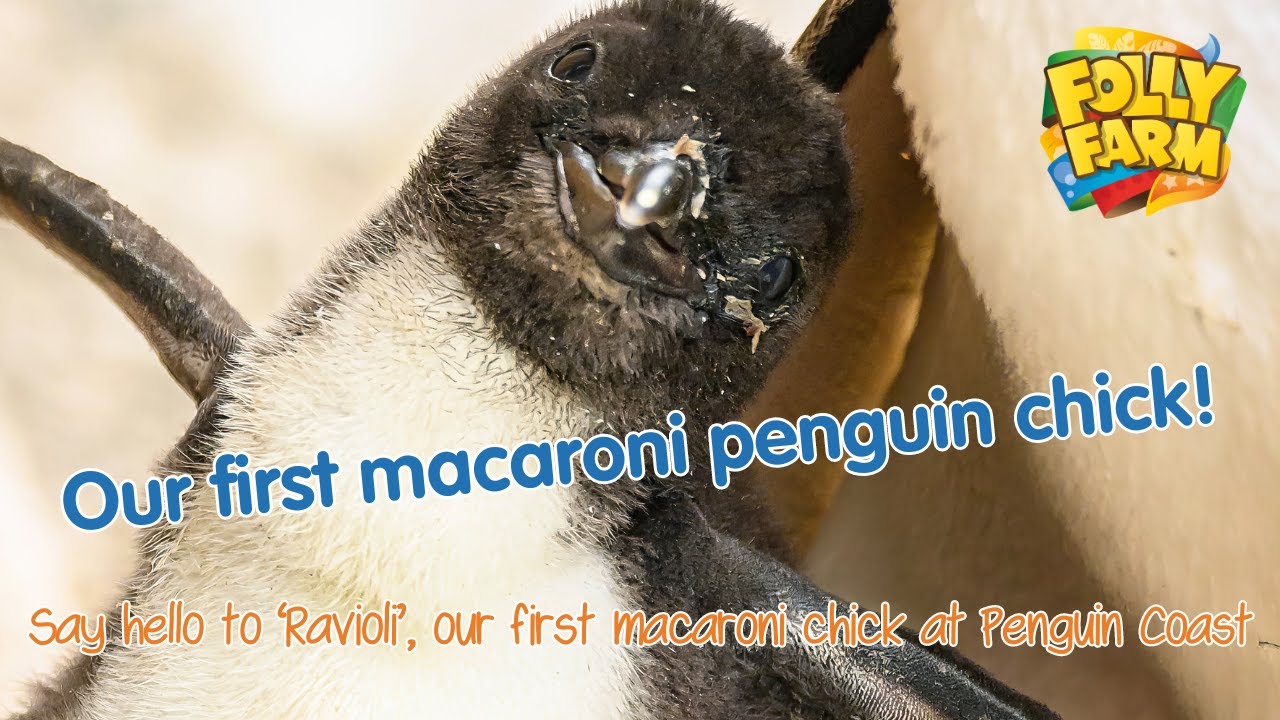Folly zoo welcome first macaroni penguin chick, 'Ravioli'!
