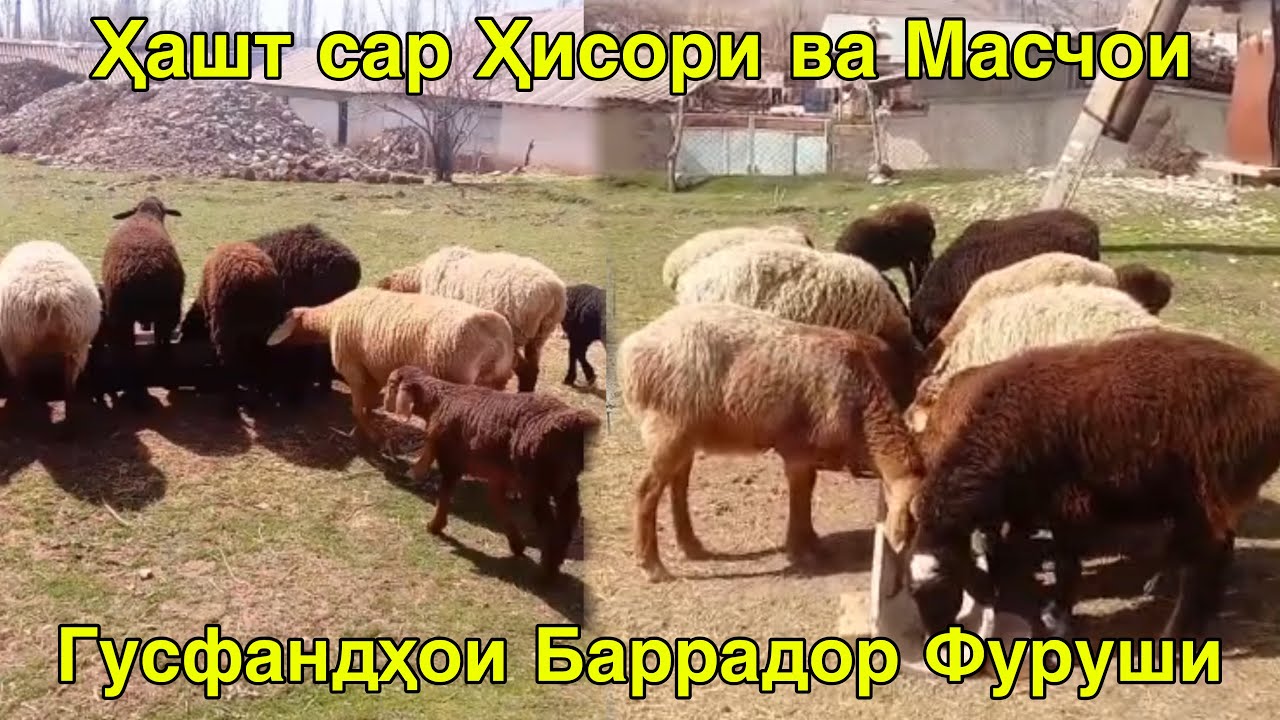 8САР ГУСФАНДҲОИ ФУРУШИ БАРРАДОР ҲИСОРИ ВА МАСЧОИ 11 марта 2026 г.