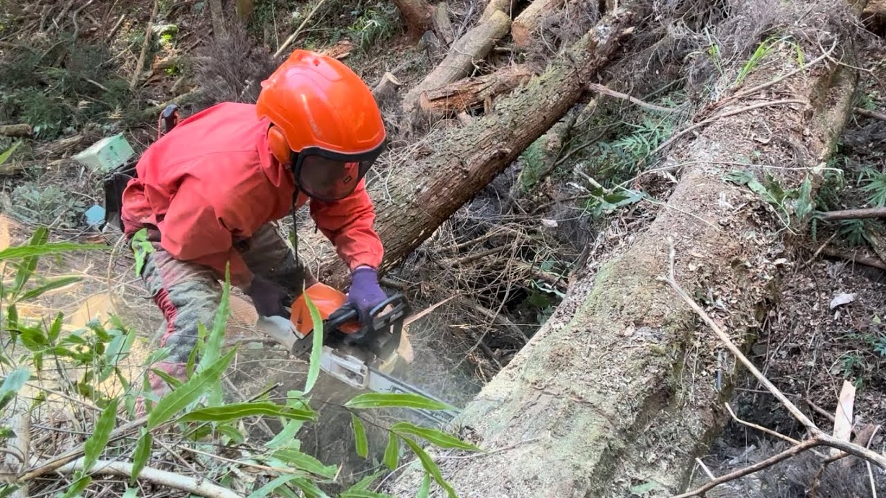 【ボサボサ山整備録】あまりにも危険な倒木の処理を慎重に進めていきます