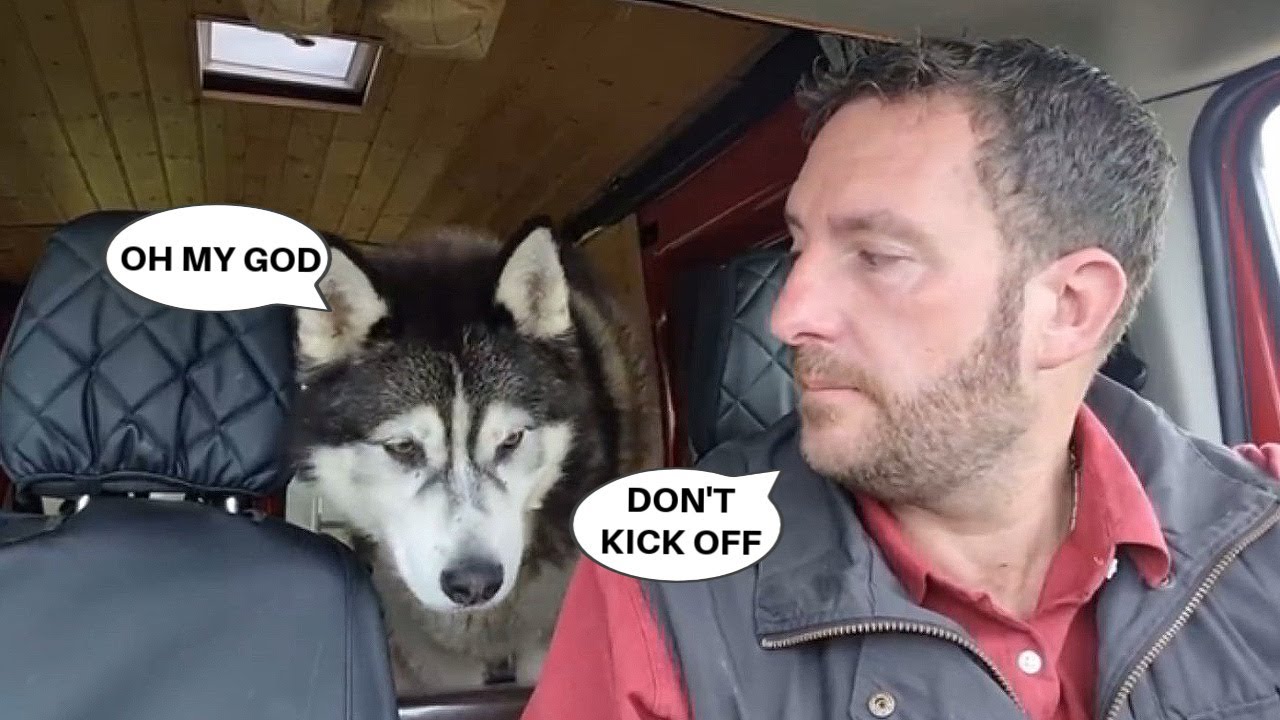 The Most Impatient Husky Known To Man!