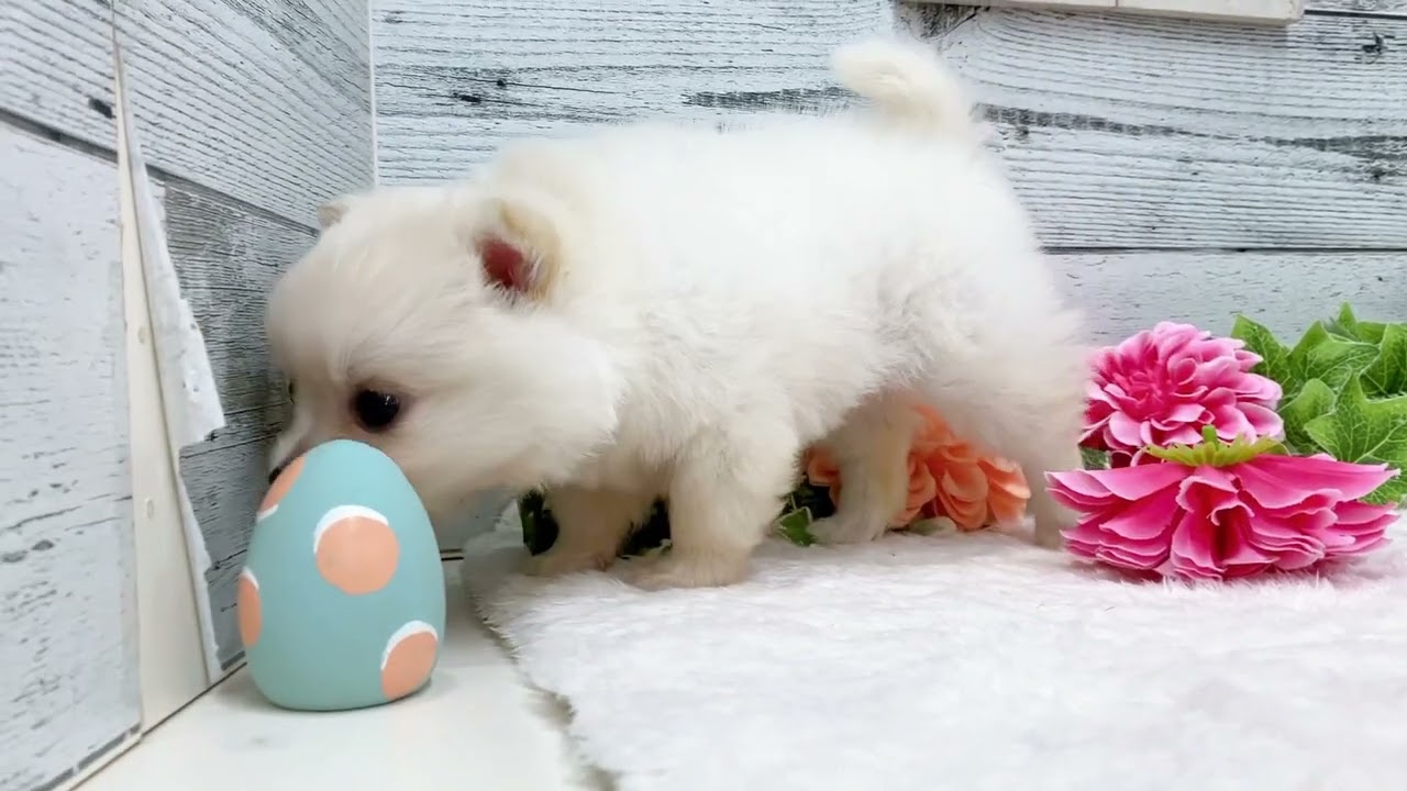 190409ポメチワ 1