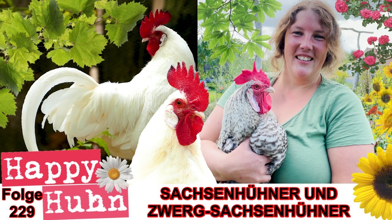 Das Sachsenhuhn im Portrait mit Anja von @Anjas Garten Reich + Zwerg-Sachsenhühner - HAPPY HUHN E229