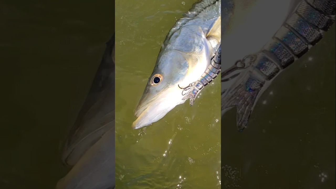 Snook Slammed the Motion Minnow! Opening Day Action 🎣 | Marea Fishing