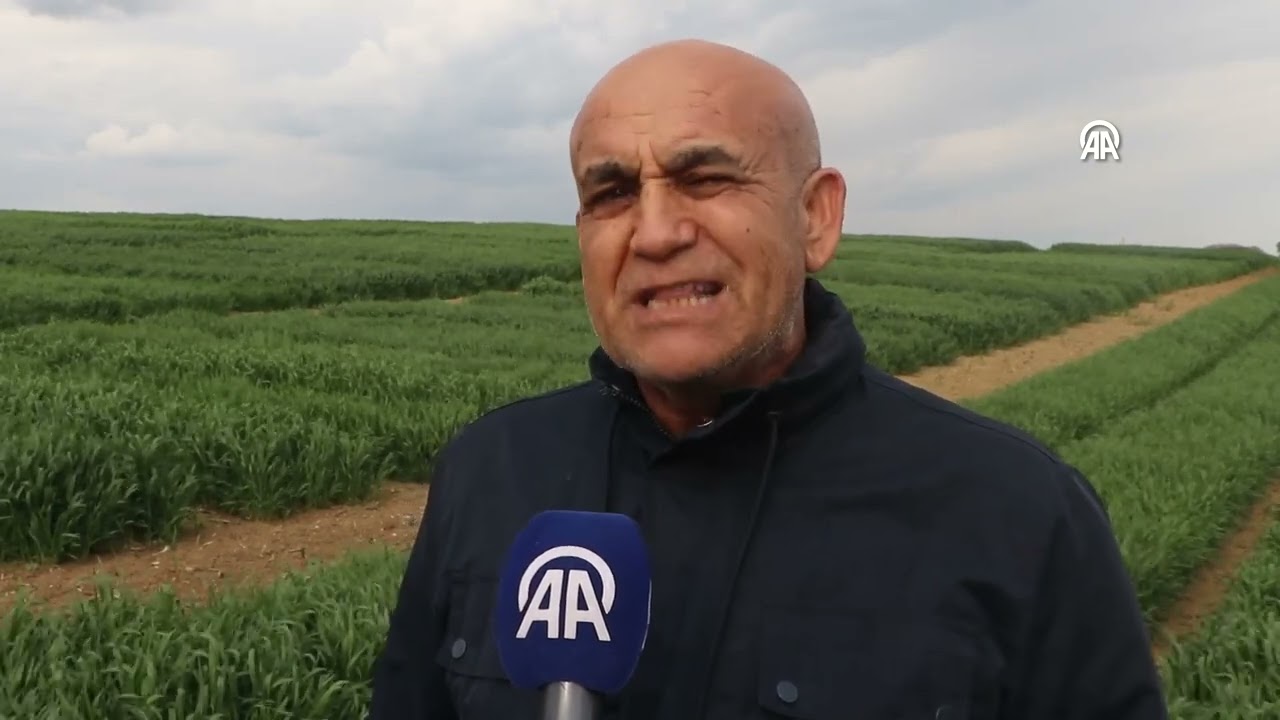 Tekirdağ'da yerli buğday &ccedil;eşidi 