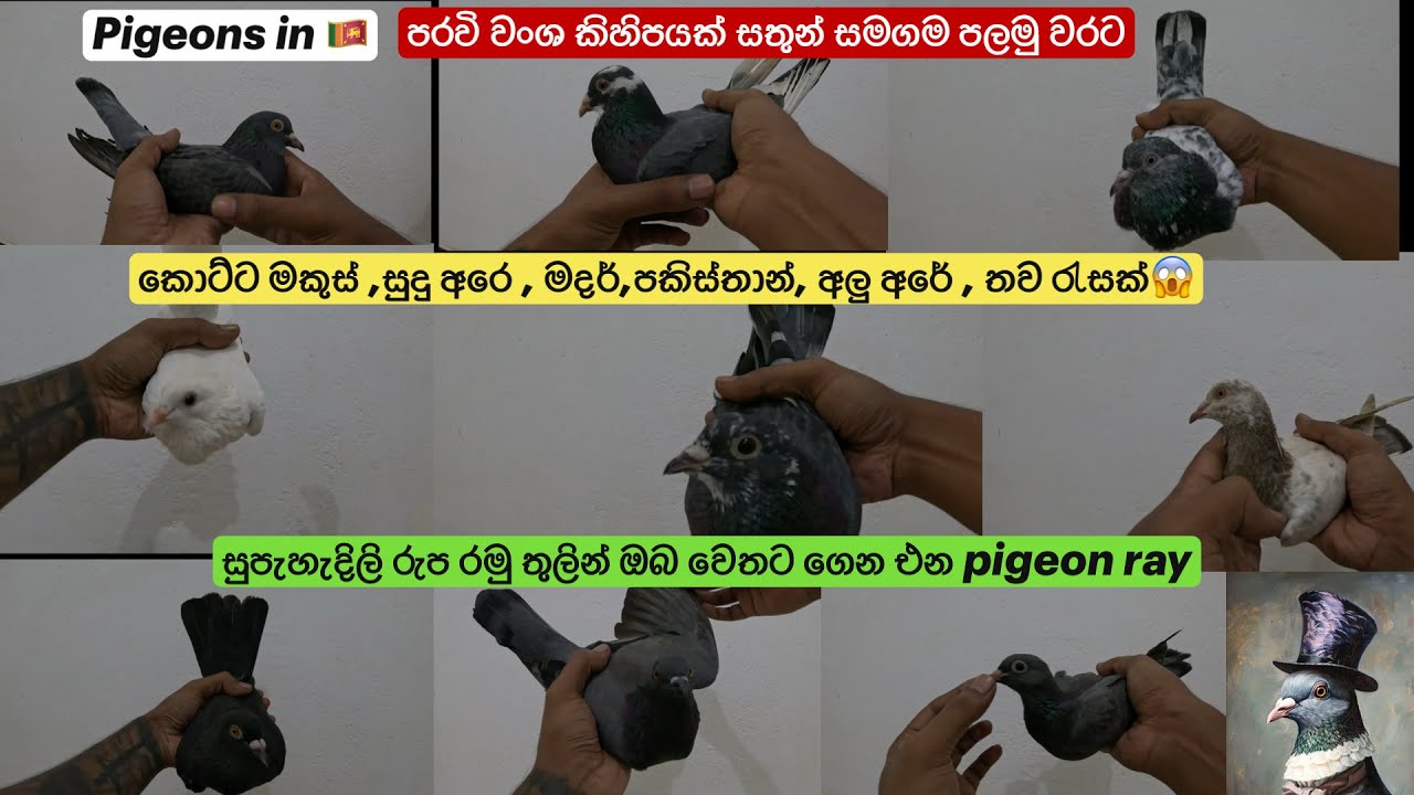 Pigeon ray පරවියන් බලමු මකුස්,පකිස්තාන්, අලු අරේ සමග පරවි වංශ කිහිපයක්😱😈🔥  | Pigeons in sri lanka