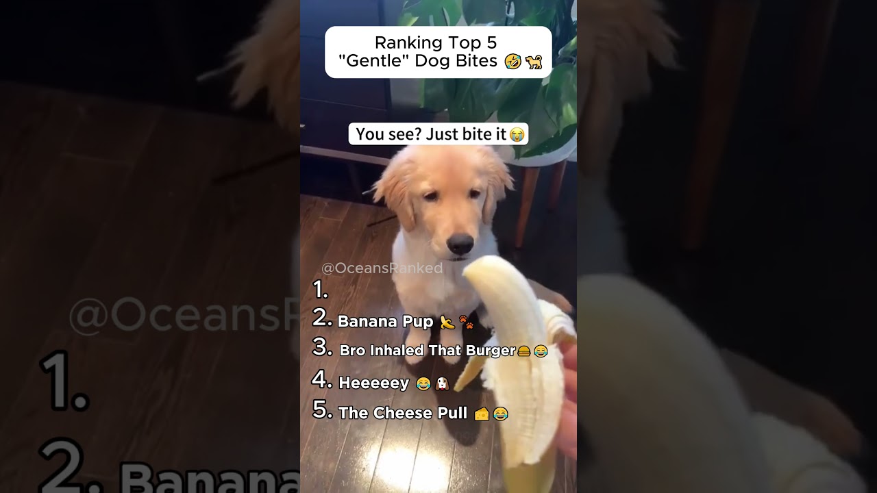 Рейтинг 5 самых &laquo;нежных&raquo; укусов собак 🤣🐕
