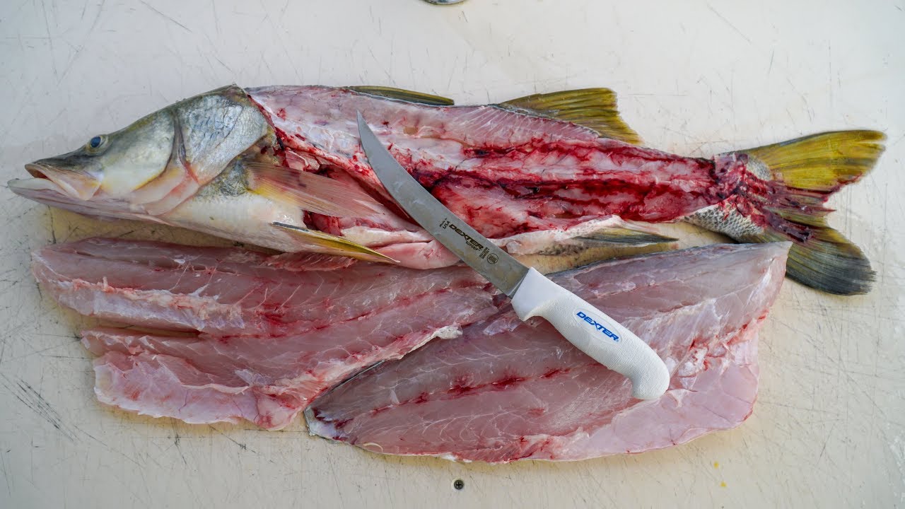 How To Fillet and Clean Snook!