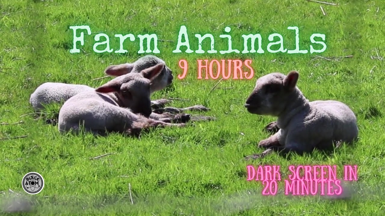 🐄 The Sound of Farm Animals and Nature ⨀ Dark Screen ⨀ 9 Hours