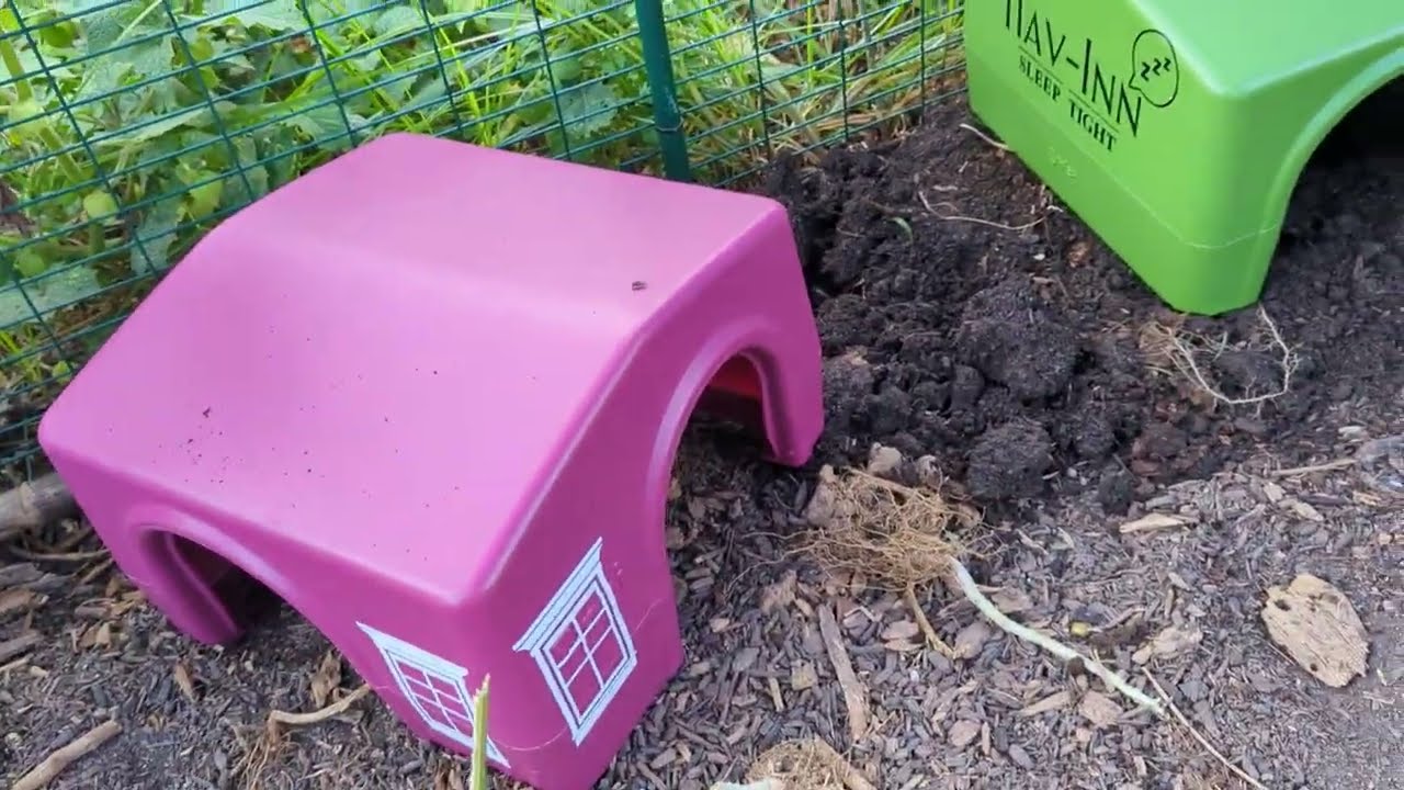 Outdoor Guinea Pig Enclosure and Tiny Village Tour