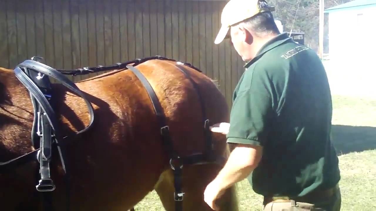 Tandem Hill Farm Training part two (harness fitting)
