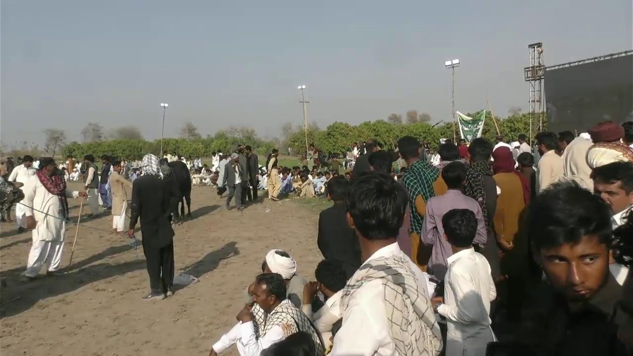 Cholistani Bulls ka Muqabla Husn