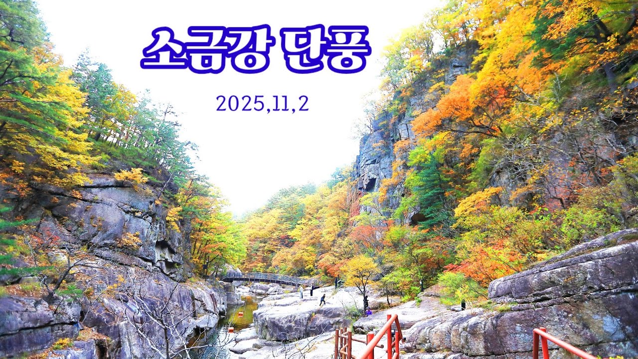 소금강단풍 / 오대산 소금강 / 촬영일:2025,11,2