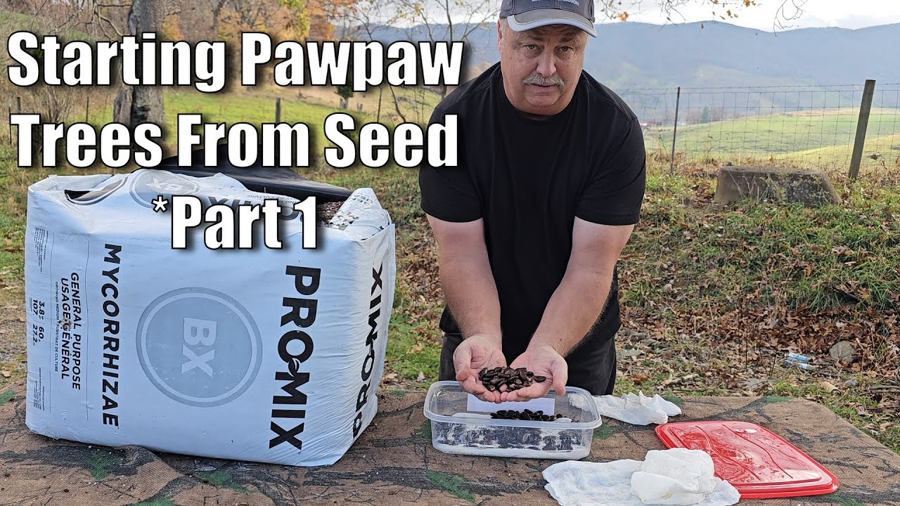 How to Grow Pawpaw Trees from Seed / Cold Stratification & Germinating Seed - Part 1