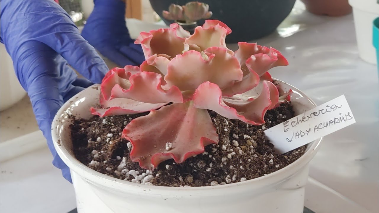 TIPS PARA REPRODUCIR TUS SUCUS