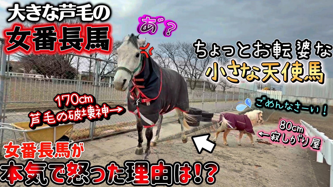 【一緒に放牧が始まり5日目】お転婆でちょっと生意気な小さな天使馬に対して…芦毛の女暴君馬がついにガチキレ！？『ツルマルボーイ様のシモベ』