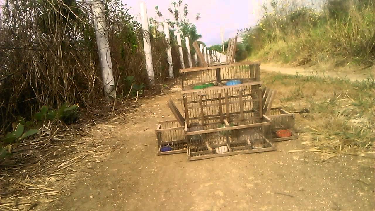 Mi dominico y su ultima pesca.