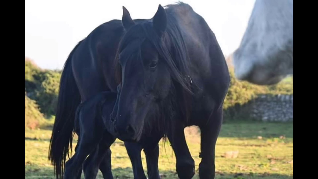 TdM: ALLEVAMENTO CAVALLO MURGESE