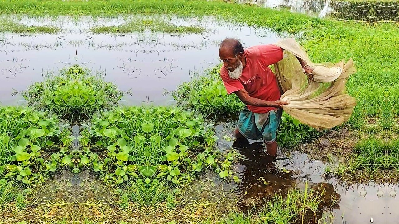 Rural Village Net Fishing - Amazing Net Fishing Skill by Old Fisherman - Traditional Net Fishing