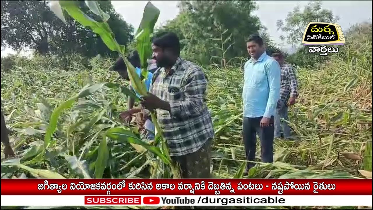 జగిత్యాల నియోజకవర్గంలో కురిసిన అకాల వర్షానికి దెబ్బతిన్న పంటలు - నష్టపోయిన రైతులు