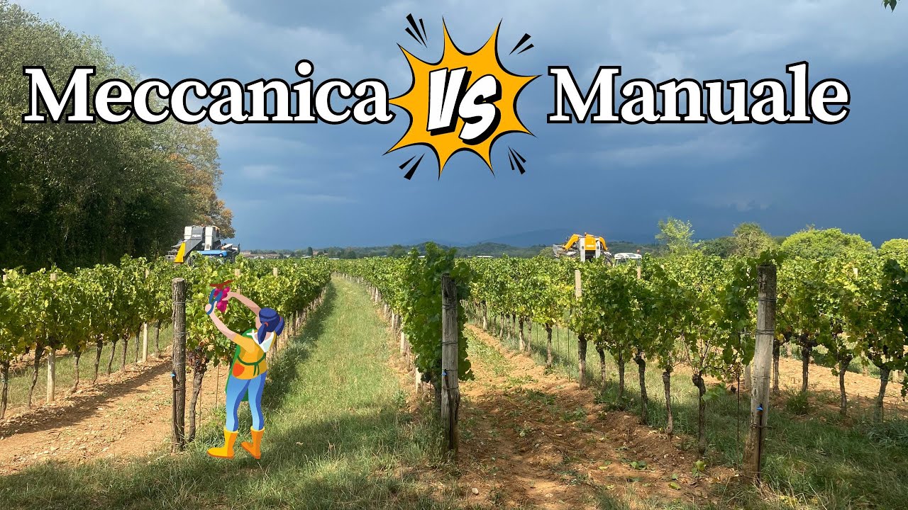 Dentro la cantina: vendemmia meccanica e manuale a confronto