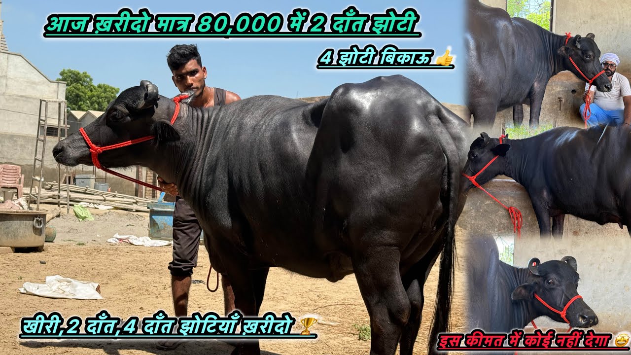 आज ख़रीदो 80,000 में 2 दाँत झोटी 🏆इस क़ीमत में गंगानगर में कोई खीरी -2 दाँत-4 दाँत झोटियाँ नहीं देगा