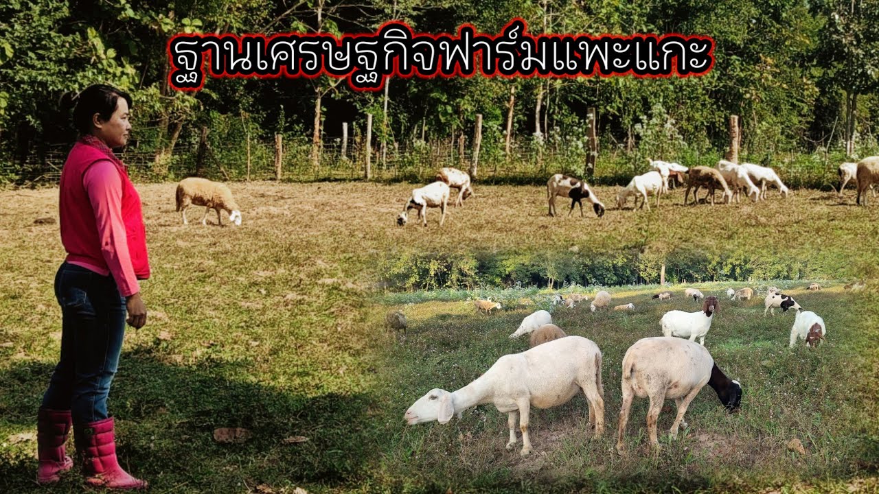 ฐานเศรษฐกิจฟาร์ม เป็นอีกหนึ่งฟาร์มที่เลี้ยงแกะได้อ้วนมาก และมีพื้นที่เลี้ยงปล่อยเยอะ แกะก็แข็งแรง