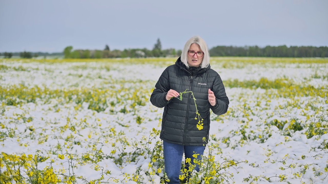Agrotechnologiniai sprendimai ūkiui: 2020.05.12 Jonavos raj. sniego padariniai pasėliams