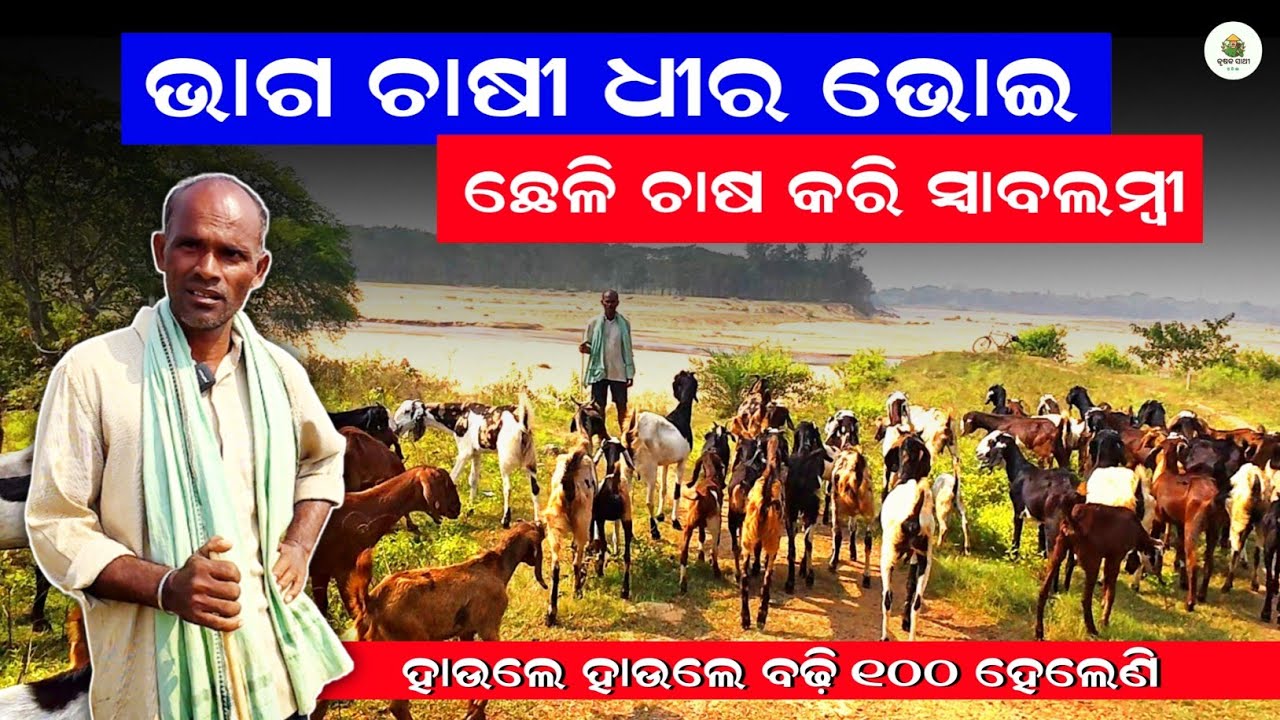 ଚରା ଭୂଇଁରୁ ଧୀର ଭୋଇଙ୍କ କାହାଣୀ 🐐Desi Black Bengal goat🐐Farming in odisha | odisha goat farm new video 