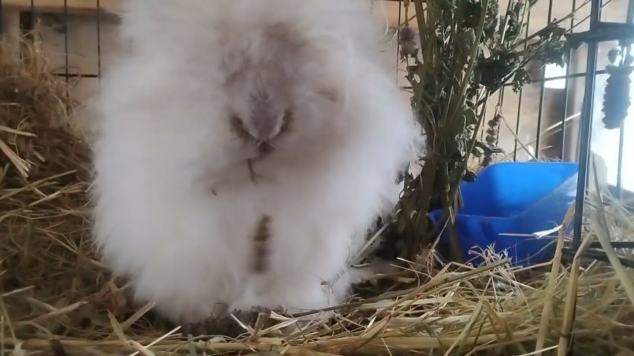 Visiting Some Bunnies and Birds Maine Small Farm Life